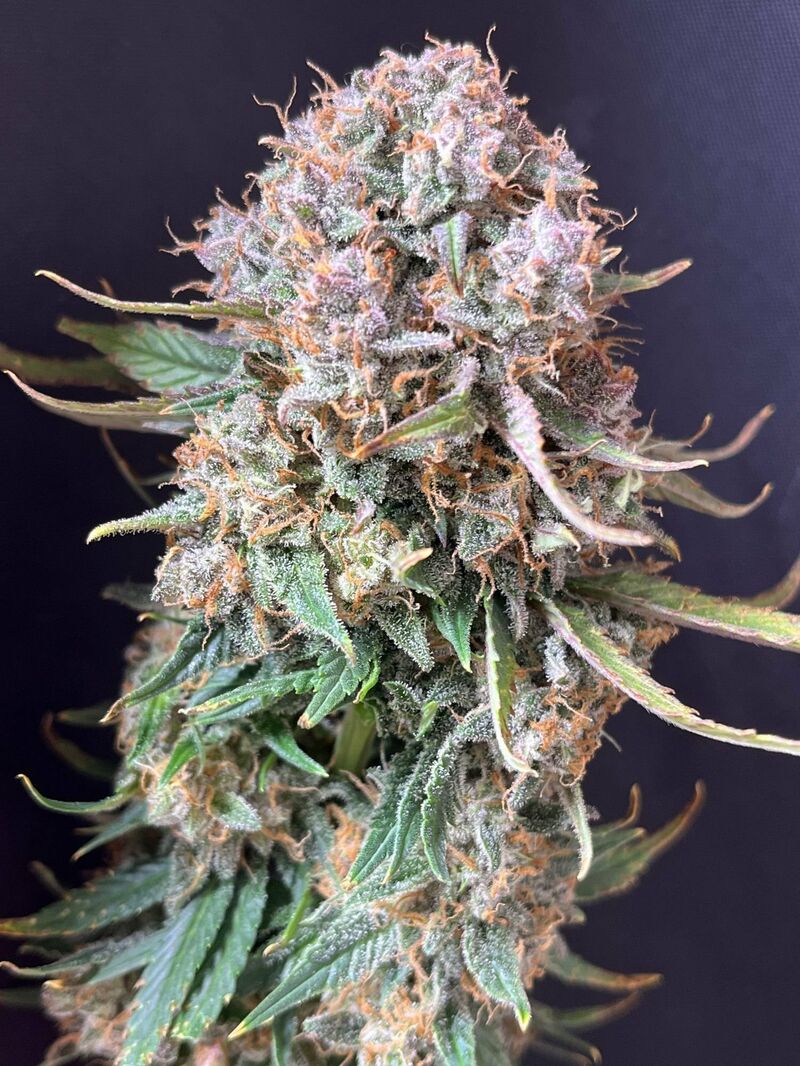 Sour Jealousy Auto, Фасовка: 3, изображение 7
